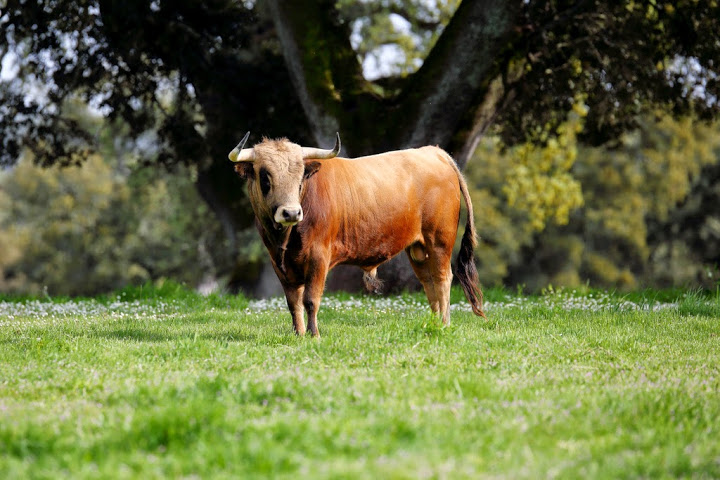 Toro colorado en una dehesa con encinas y pasto verde.