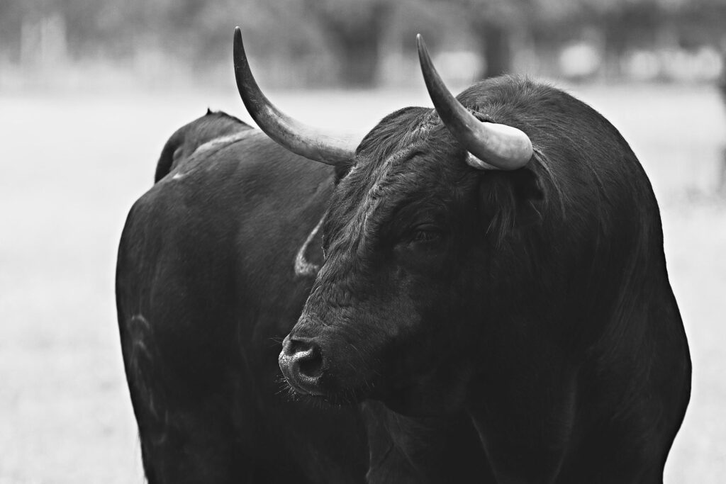 Toro negro en el campo, fotografiado en blanco y negro.