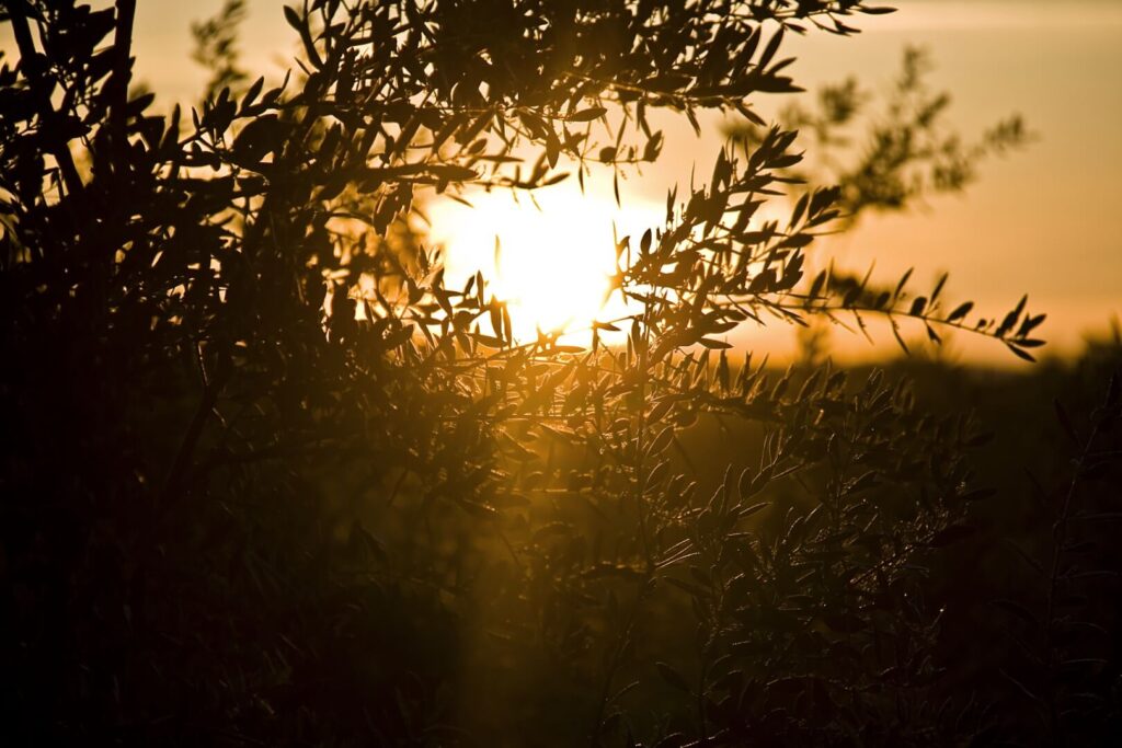 Ramas de olivo a contraluz durante la puesta de sol.