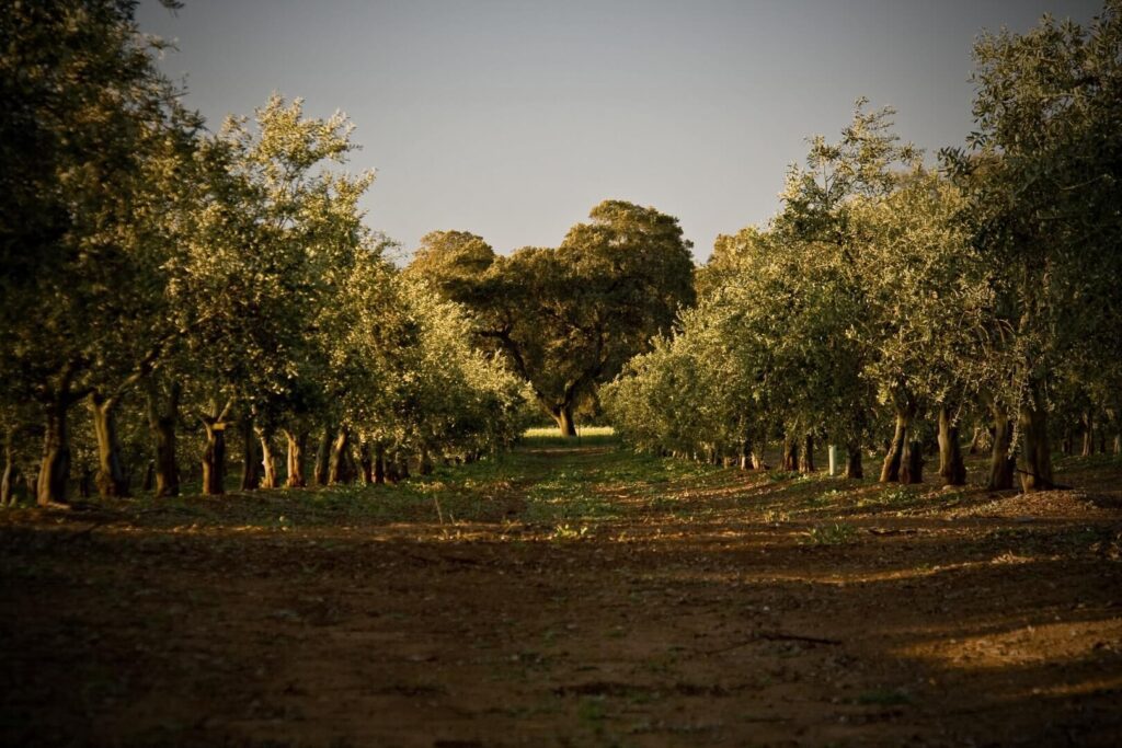Camino entre olivos con encinas al fondo en Dehesa Frías.