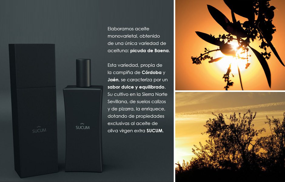 Composición sobre aceite monovarietal SUCUM con botella, estuche y olivar al atardecer.