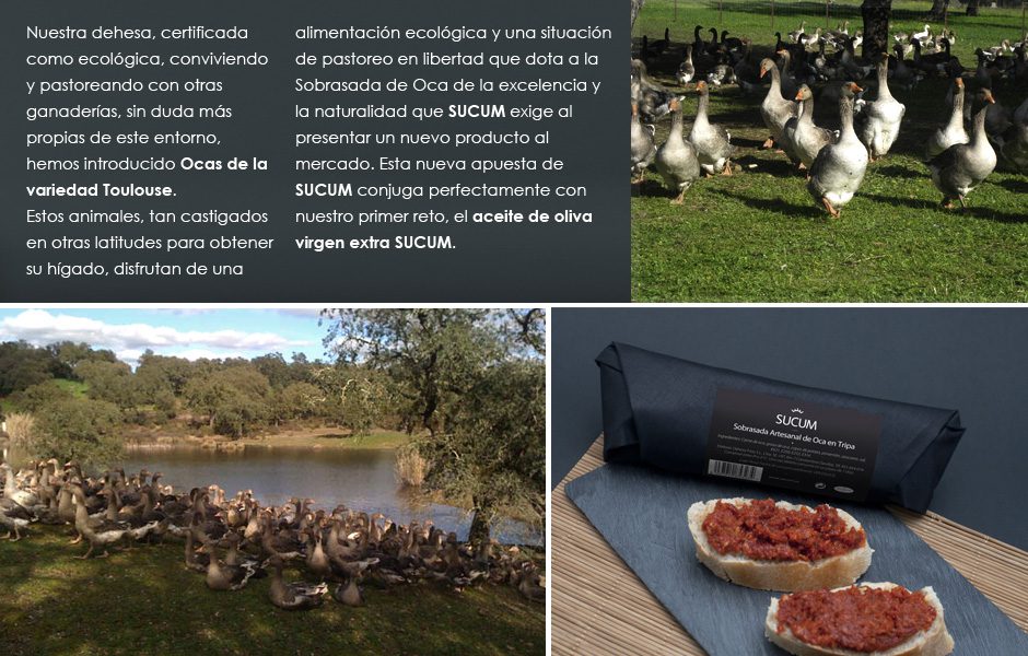 Composición sobre la sobrasada de oca SUCUM con ocas en la finca y producto presentado sobre pan.